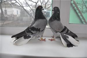 Два серых голубя Николаевской породы у окна
