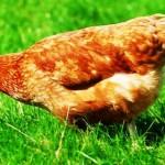 Курица несушка клюет траву