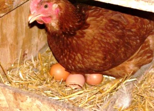 Курица несушка в гнезде
