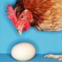 Почему куры клюют яйца