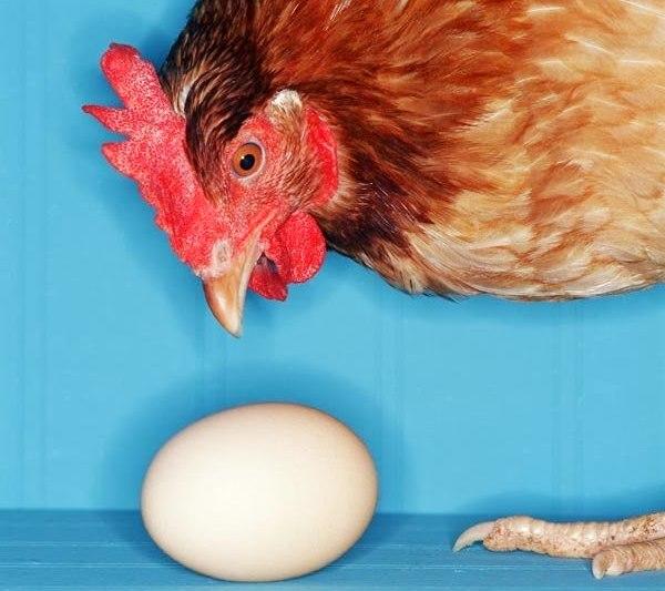 Скажем «Стоп» расклеву яиц: разбираем все возможные причины