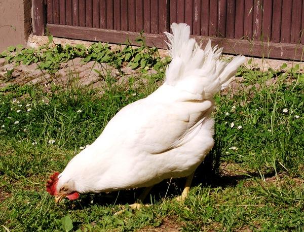 Курица гуляет изолированно от стада
