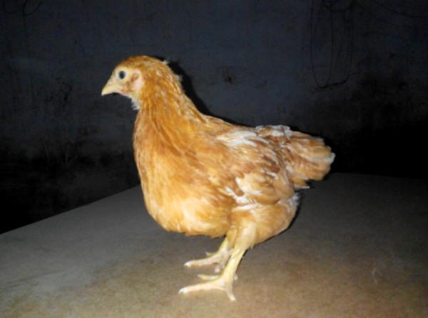 Двухмесячный цыпленок породы Родонит