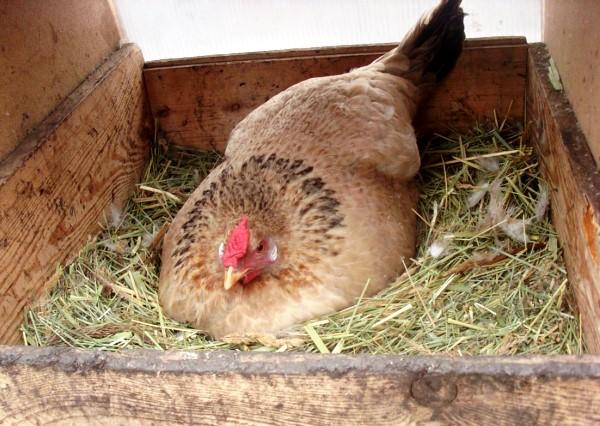 Комфортное гнездо для курицы