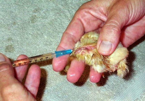 Вакцинация цыплят от болезни Марека