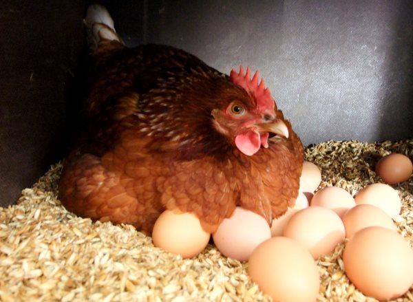 Высокая яйценоскость домашних кур