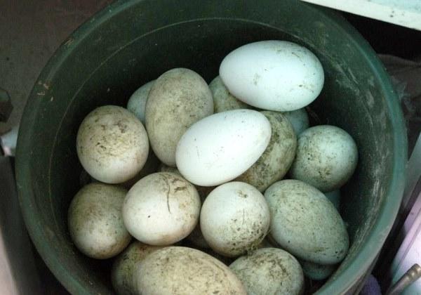 Сбор яиц для выведения птенцов