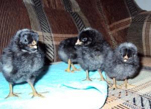 Выращивание цыплят Амрокс в домашних условиях