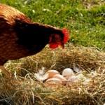 Курица клюет свои яйца