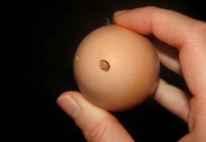 Надклевывание курами яичной кладки