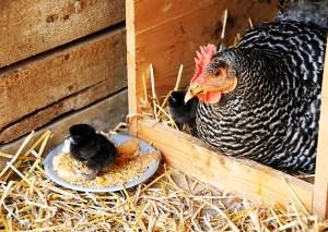 Разведение и выращивание цыплят