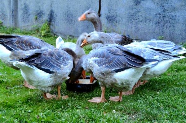 Чем кормить взрослых гусей
