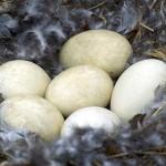 Гнездо с гусиными яйцами