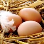 Яйца от курицы несушки