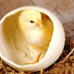 Как происходит оплодотворение яйца