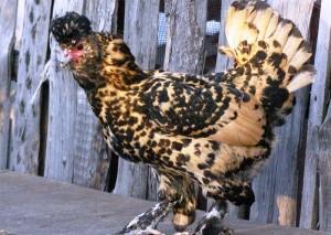 Российские декоративные породы куриц