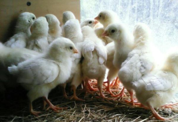 Покупка цыплят для мини фермы