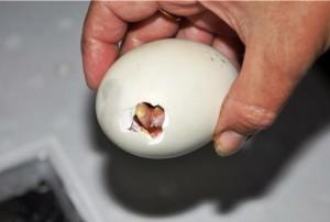 Проклевывание птенцов утки из яиц