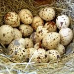 Яйца перепелов в соломе