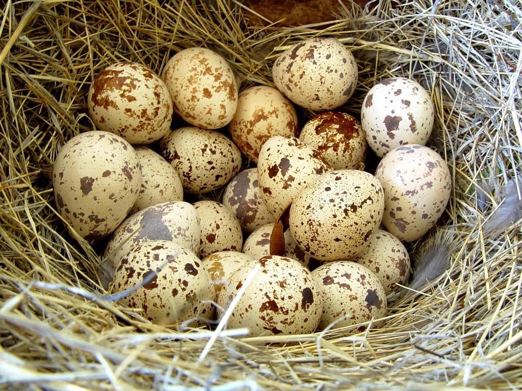 Яйца перепелов в соломе