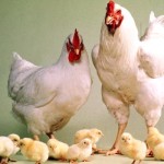 Петух, курица и цыплята