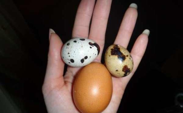 Яйца техасского перепела по сравнению с куриным