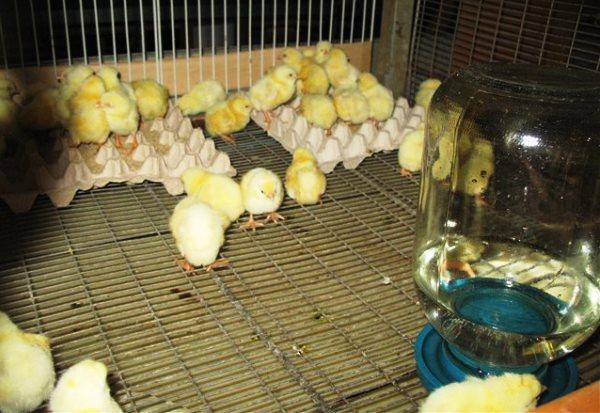 Рацион для цыплят при откорме на мясо