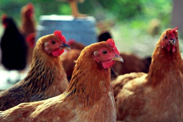 Почему цыплята чешутся диагностика