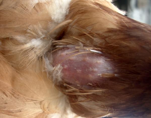 Сыпь на теле курицы является причиной инфекции