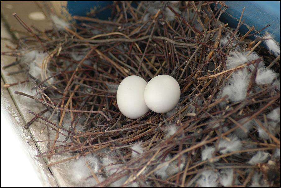Голубиное гнездо с двумя яичками