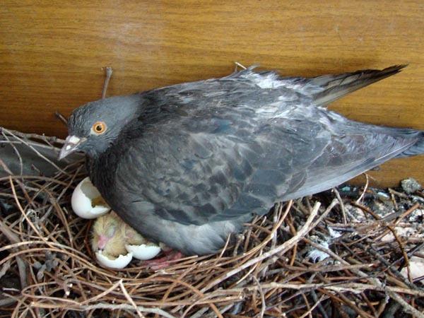 Самка голубя в гнезде с птенцом