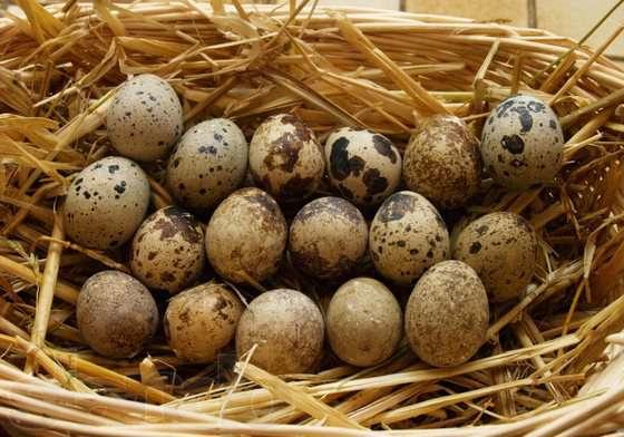 Перепелиные яйца в гнезде