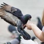 Женщина кормит голубя на улице