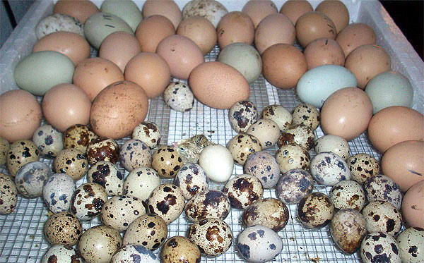 Яйца домашних перепелов по сравнению с куриными