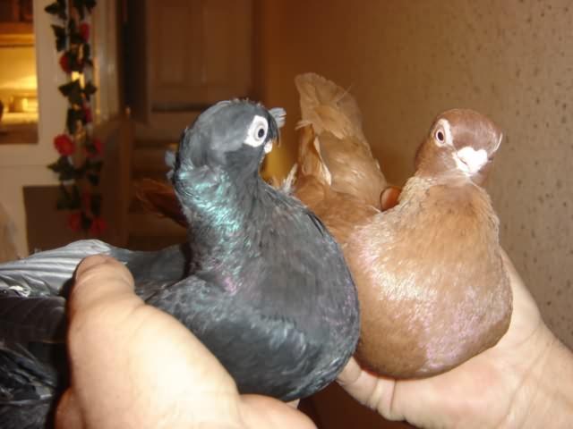 Серый и коричневый голуби в руках человека