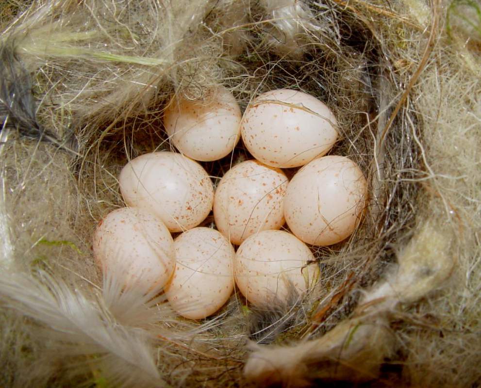 Яйца цесарки в гнезде