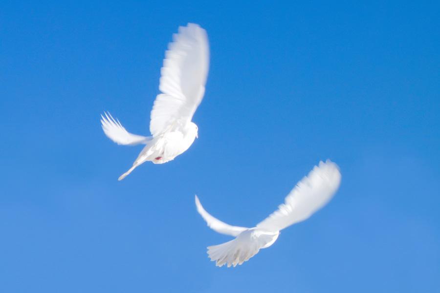 Белые голуби в полете