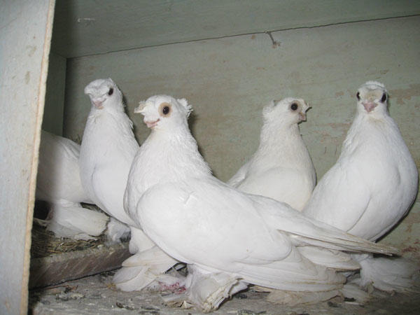 Белые короткоклювые узбекские голуби