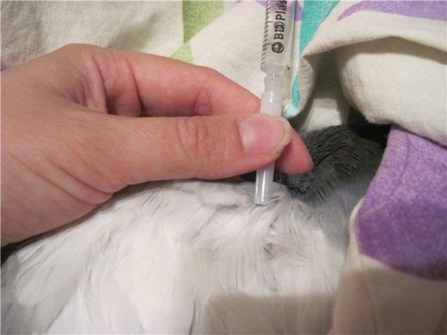 Ввод вакцины от оспы голубю