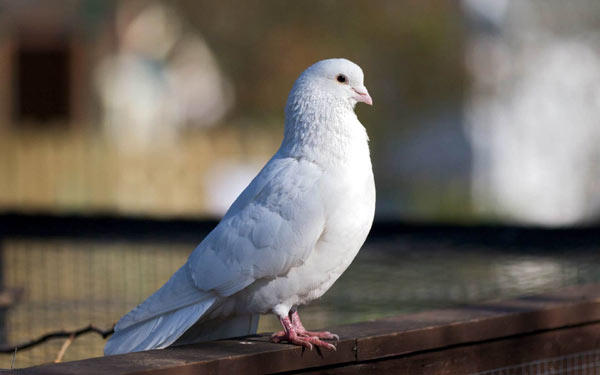 Фото бельгийского голубя белого окраса