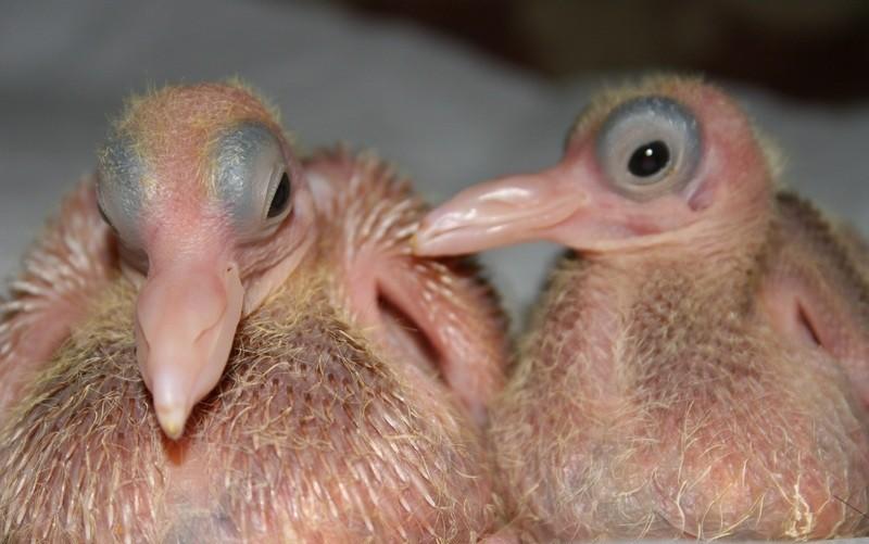 Птенцы голубя после рождения