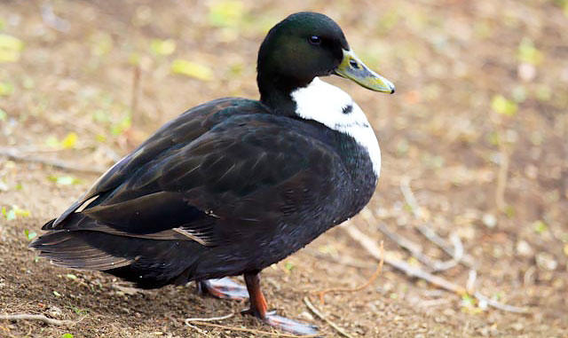 Черная утка: описание пород и их особенности