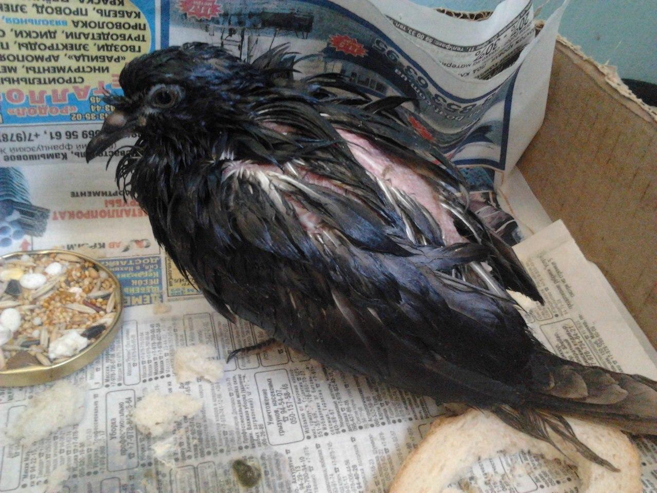 Фото больного черного голубя