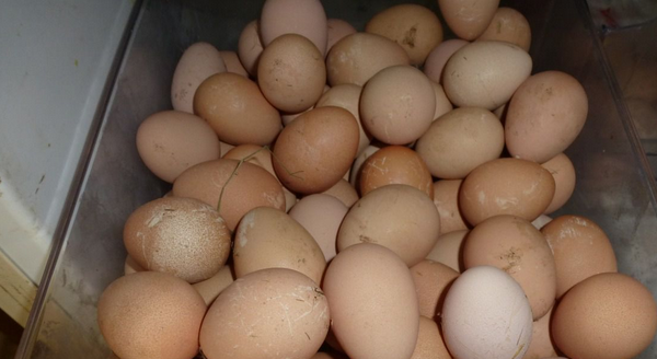Фото яиц цесарки в лотке