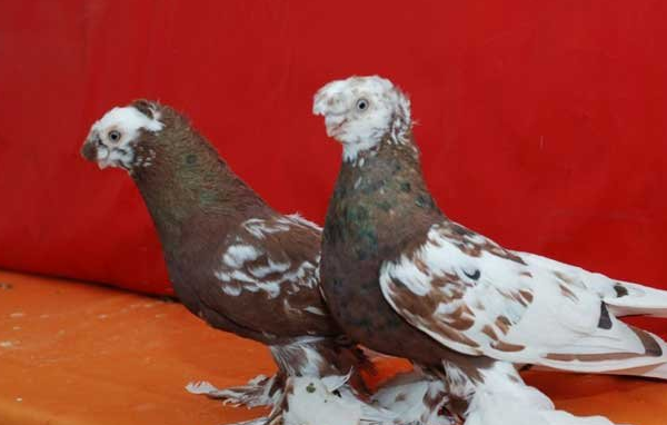Фото двух узбекских голубей 