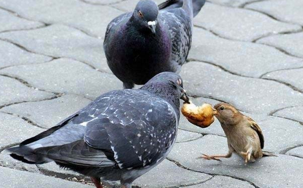 Уличный голубь ест хлеб
