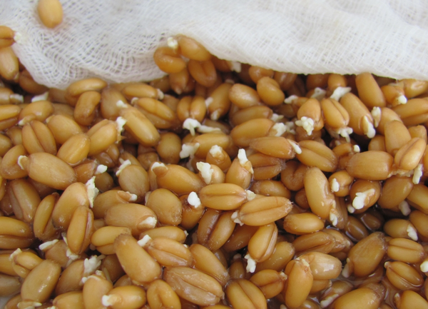 Фото пророщенного зерна пшеницы
