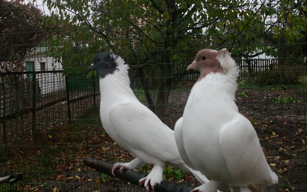 Иранские высоколетные щекатые голуби