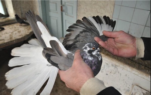 Сизый николаевский высоколетный голубь в руках у мужчины