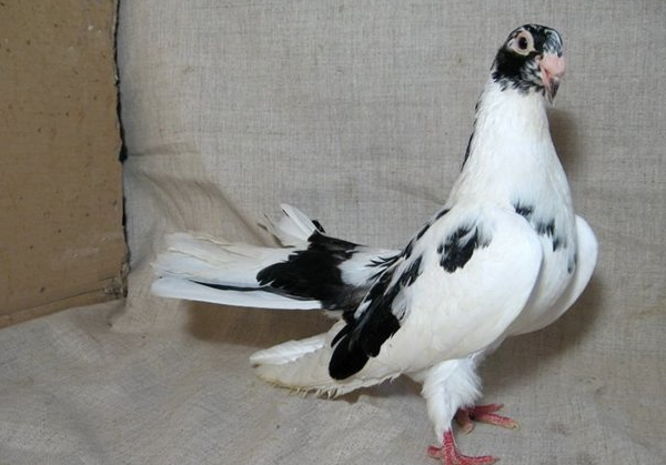 Фото черно-белого голубя